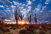 Arizona desert landscape at sunset