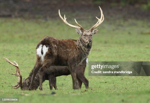 Two Manchurian Sika Deer Stags Cervus Nippon Mantchuricus Grazing