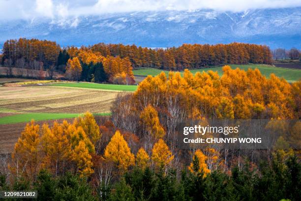 biei in autumn, hokkaido, japan - biei town stock pictures, royalty-free photos & images