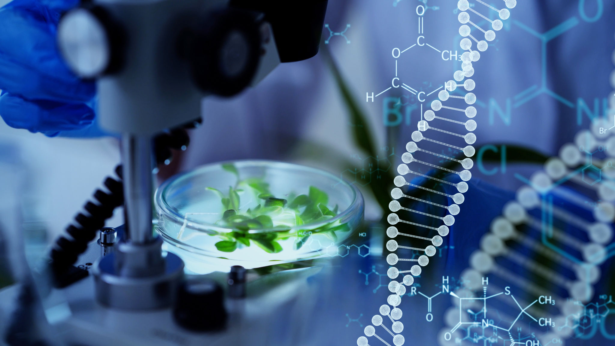 biotechnology crops