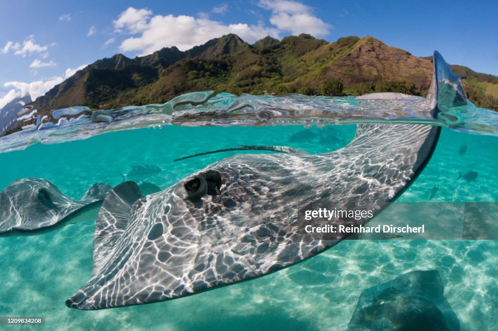 Pink Whipray in Lagoon, Pateobatis fai, Moorea, French Polynesia