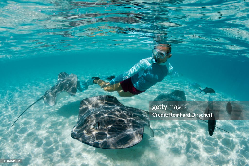 Snorkeling with Pink Whipray in Lagoon, Pateobatis fai, Moorea, French Polynesia