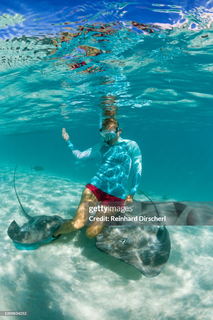 Snorkeling with Pink Whipray in Lagoon, Pateobatis fai, Moorea, French Polynesia