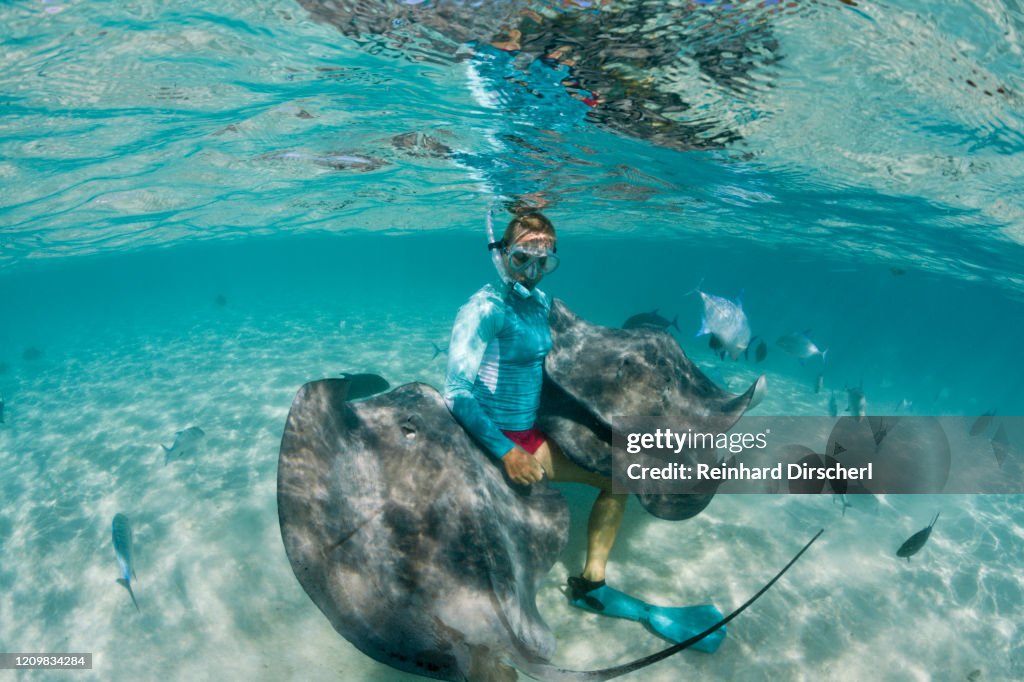 Snorkeling with Pink Whipray in Lagoon, Pateobatis fai, Moorea, French Polynesia