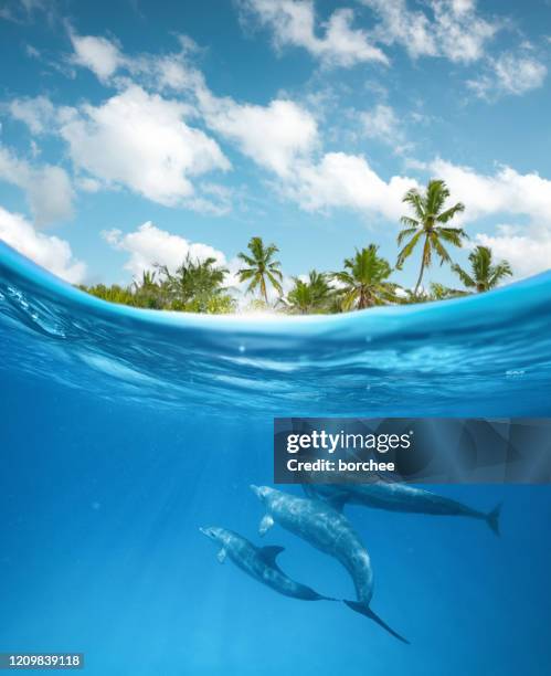 dolphins in the ocean - dolphins stock pictures, royalty-free photos & images