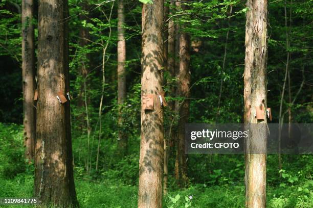 Insect catcher bag hanging on a Metasequoia in a mountain forest in the West Lake scenic spot, Hangzhou, Zhejiang Province, China, April 12, 2020. In...