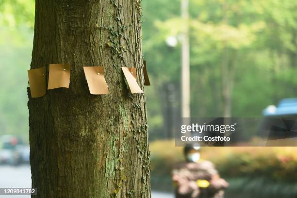 Insect catcher bag hanging on a Metasequoia in a mountain forest in the West Lake scenic spot, Hangzhou, Zhejiang Province, China, April 12, 2020. In...