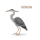 Vector illustration, a cartoon beautiful Great-billed Heron. Isolated on a white background