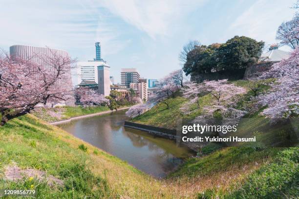 beautiful cherry blossoms at chidorigafuchi in tokyo - imperial palace tokyo ストックフォトと画像