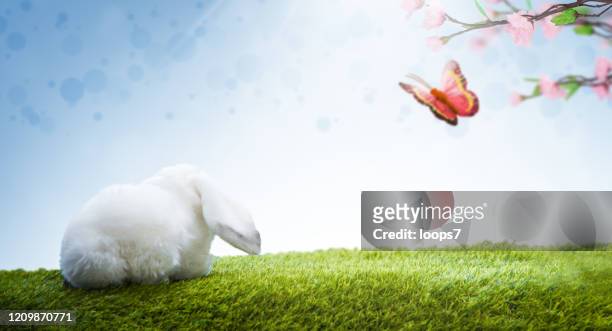 1,377 Cute Bunny Backgrounds Photos and Premium High Res Pictures - Getty  Images
