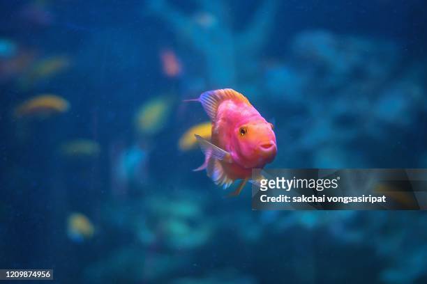 close-up of colorful tropical fish in tank aquarium, thailand, asia - aquatic organism stock pictures, royalty-free photos & images