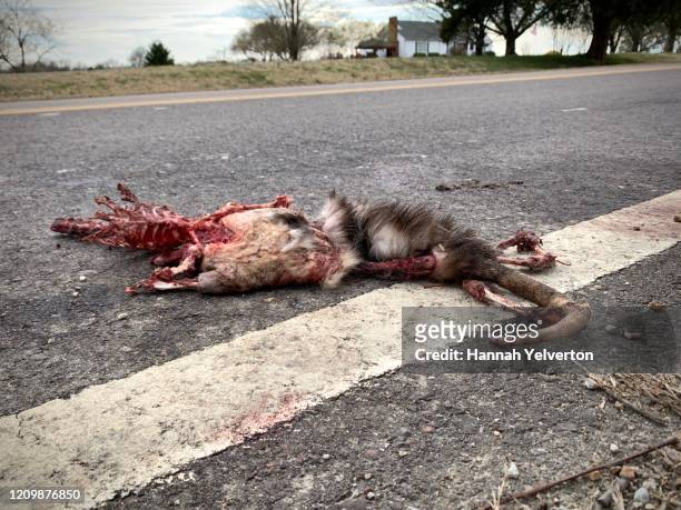 road kill in bad shape - roadkill 個照片及圖片檔