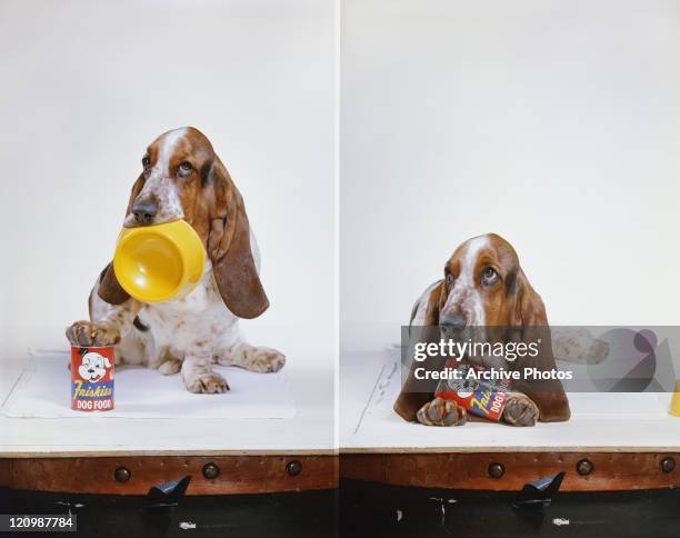 Dog with food against white background