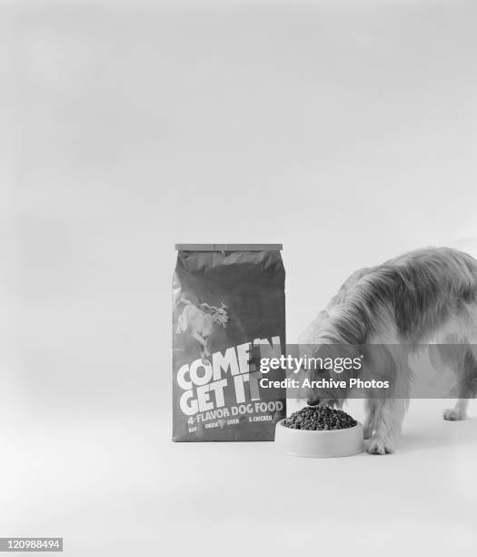 Dog eating food with food packet beside on white background