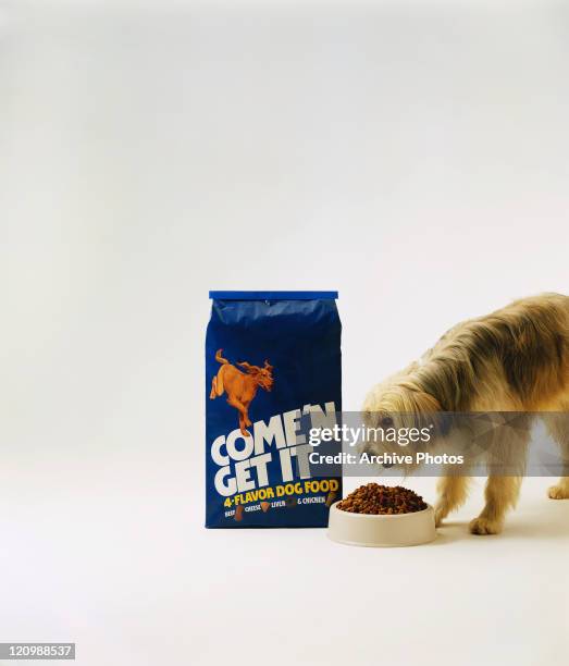 Dog smelling dog food on white background