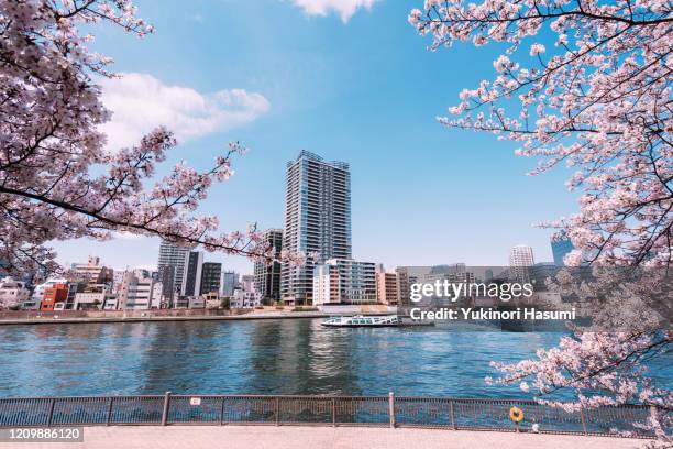 beautiful cherry blossoms at the sumida river in tokyo - tsukishima tokio stockfoto's en -beelden