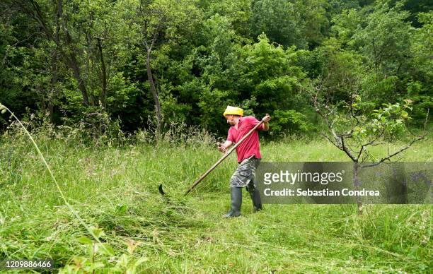 hard work in the green field scything tall grass, traditional in the transylvania area, romania. - gras sense stock-fotos und bilder