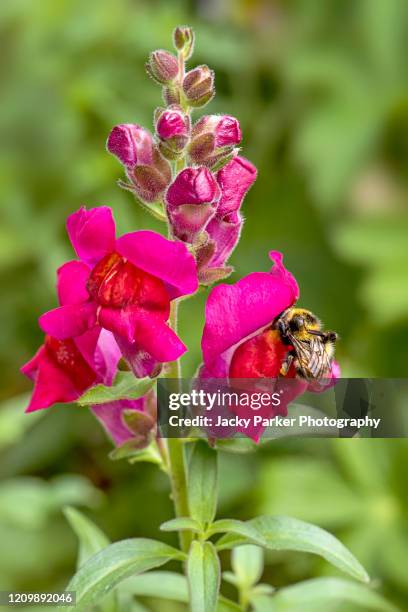 close-up image of the summer flowering vibrant antirrhinum majus 'bizarre hybrids' flowers also known as snapdragons - snapdragon stock pictures, royalty-free photos & images