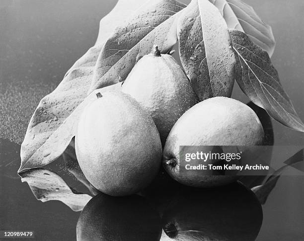 fresh mangoes - 1982 stock pictures, royalty-free photos & images