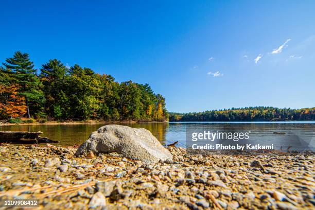 walden pond state reservation in concord, ma - concord massachusetts stock pictures, royalty-free photos & images