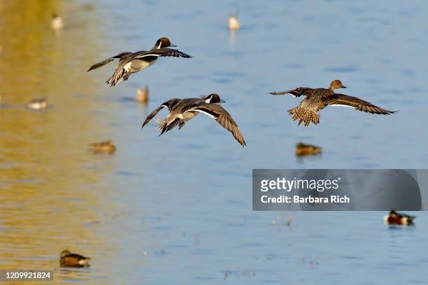 two northern pintail drakes and a hen getting ready to land during fall - winter migration along the pacific flyway - hollywood boulevard stock pictures, royalty-free photos & images