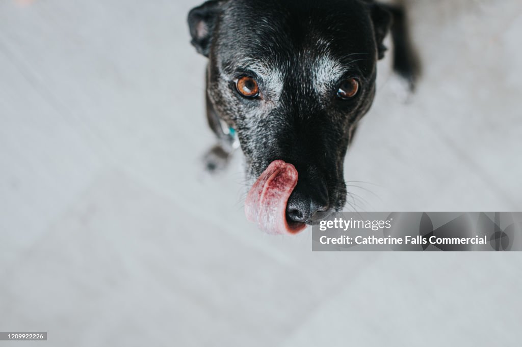 Dog licking lips