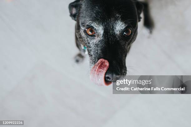 dog licking lips - begging animal behavior stockfoto's en -beelden