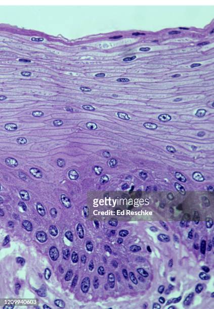 stratified squamous epithelium (nonkeratinized) oral cavity 200x - stratified squamous epithelium stock pictures, royalty-free photos & images