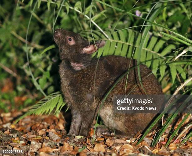 File photo taken April 28, 2018 shows an Amami rabbit on Amami-Oshima Island in Kagoshima Prefecture. A session of UNESCO's World Heritage Committee...