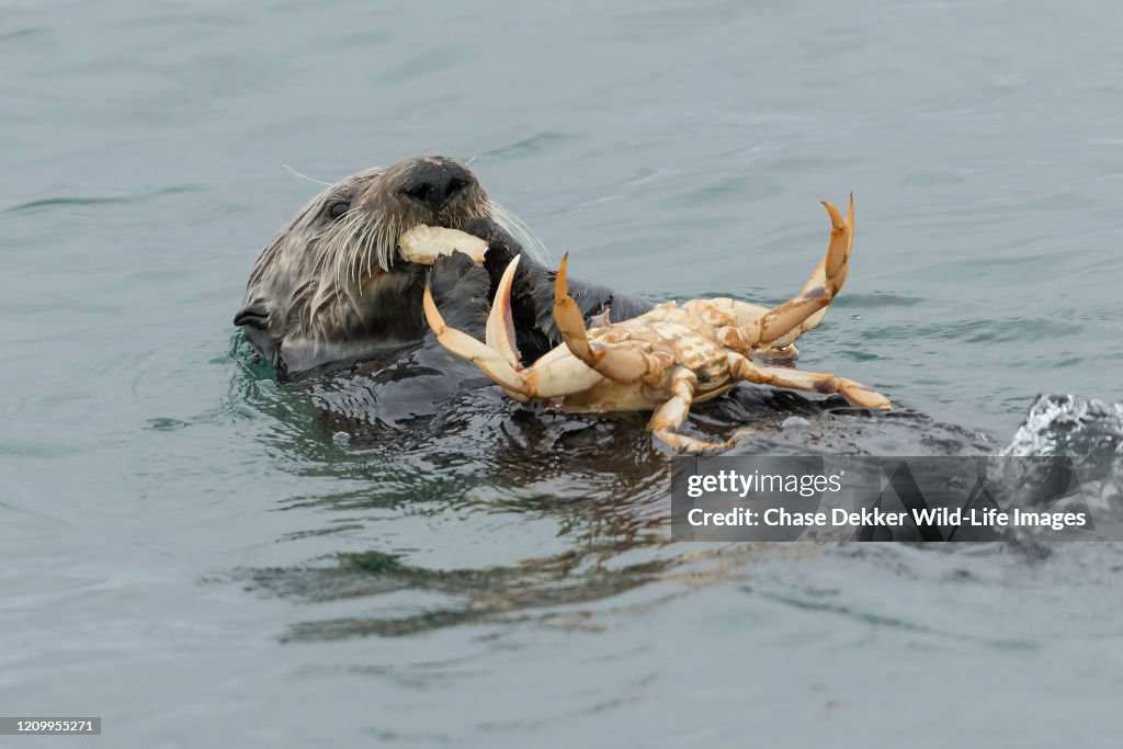 Sea Otter and Crab