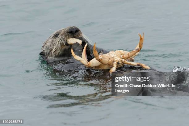 sea otter and crab - sea otter (enhydra lutris) stock pictures, royalty-free photos & images