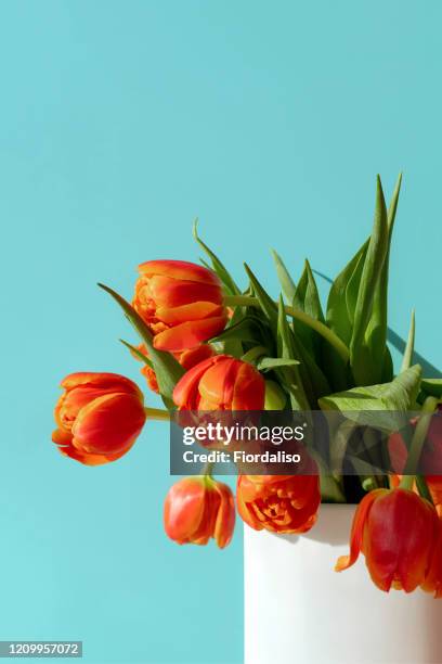 red-orange scarlet tulip in a white vase on a turquoise background - march month fotografías e imágenes de stock