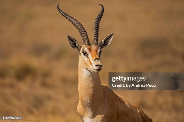 grant's gazelle, serengeti national park, tanzania - gazela de grant imagens e fotografias de stock