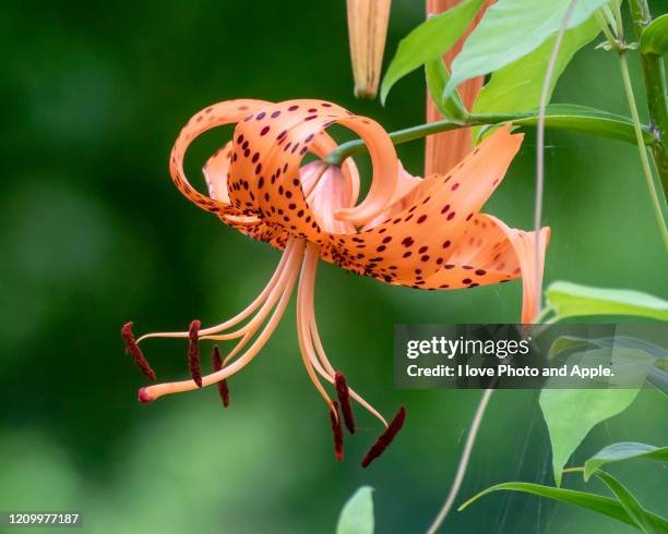 lilium lancifolium - tiger lily flower stock-fotos und bilder