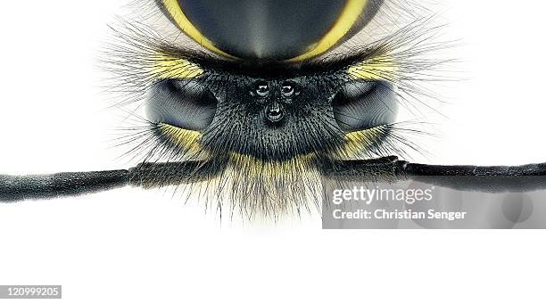 vespula germanica - wespe stock-fotos und bilder