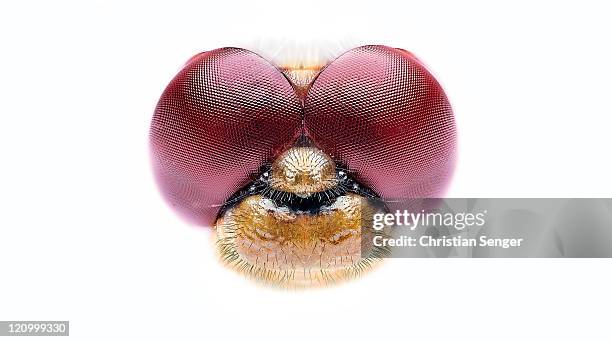 sympetrum sanguineum - libélula mosca imagens e fotografias de stock