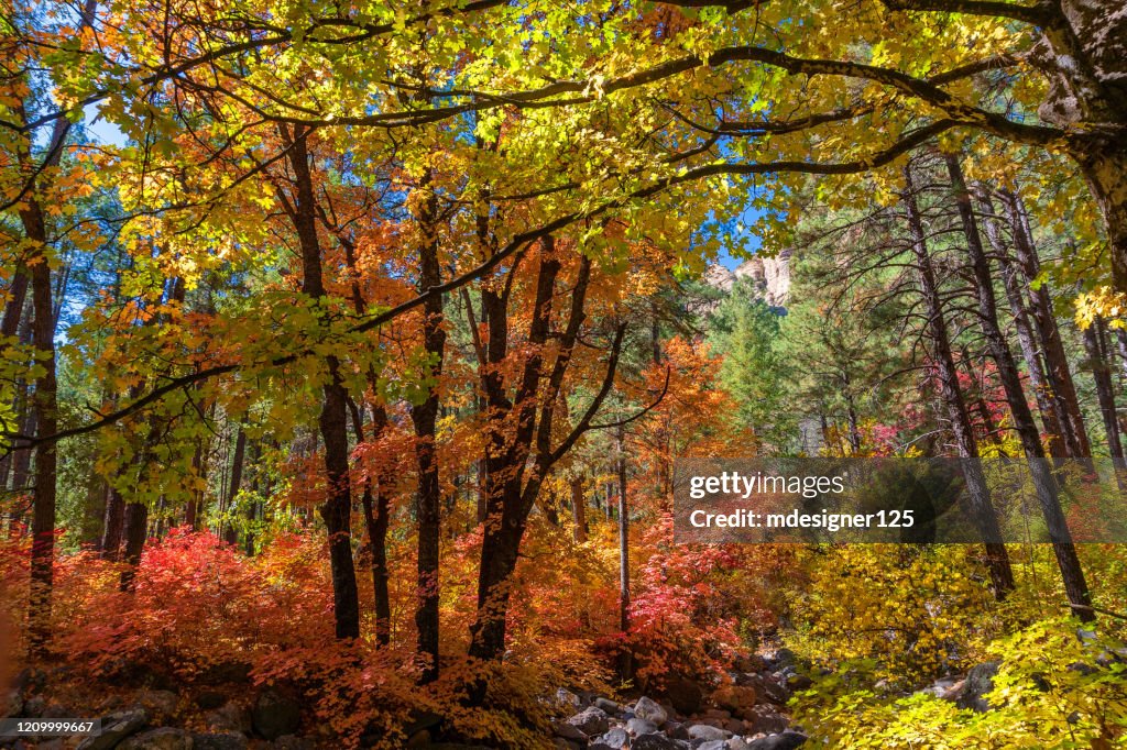 Fall colors in the West Fork of Oak Creek Canyon