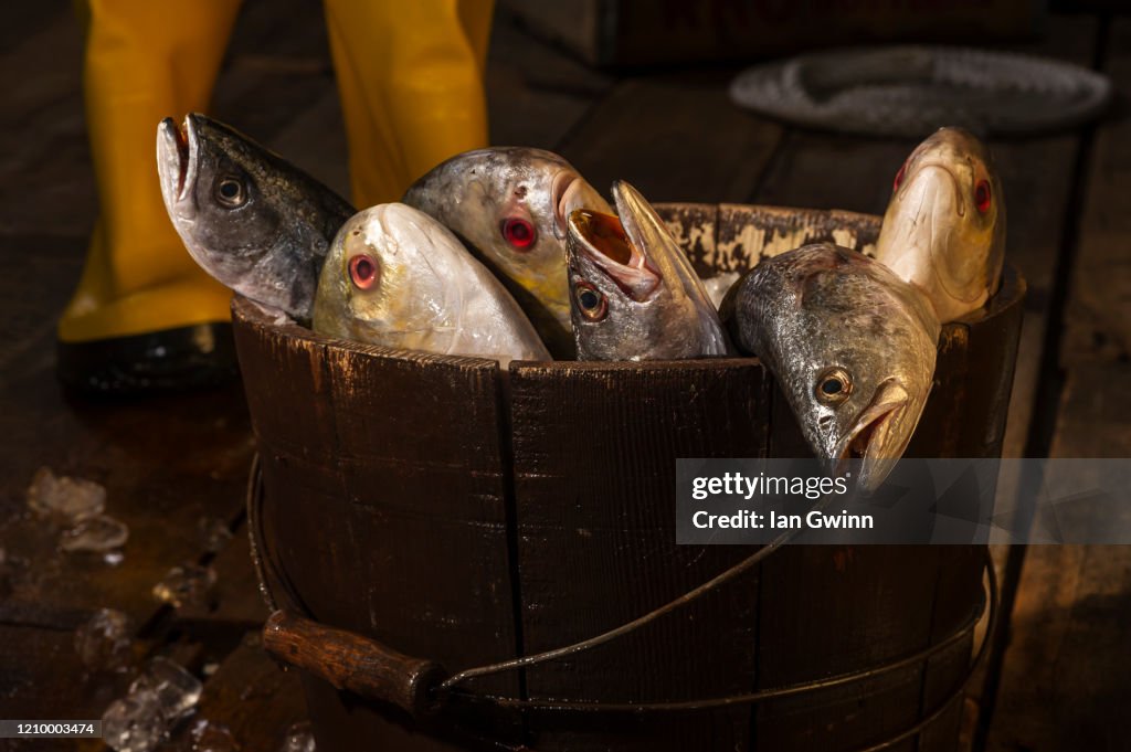 Fish on Pier