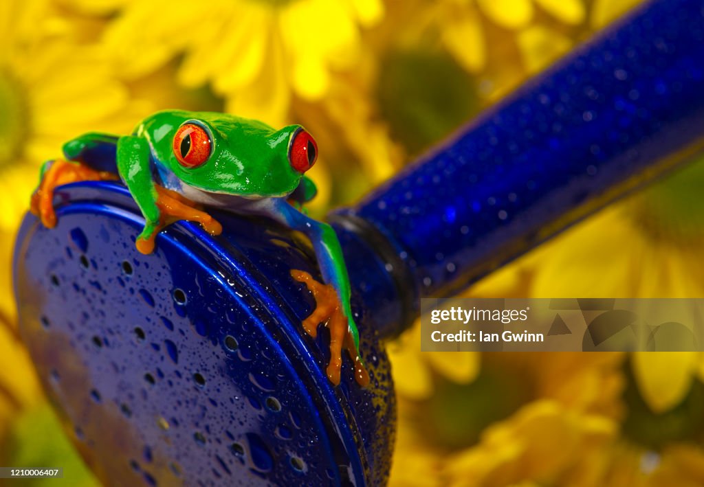 Red-Eyed Treefrog on Blue Watering Can