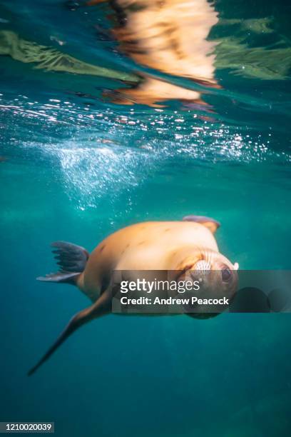 california sea lion swimming underwater - sea lion stock pictures, royalty-free photos & images