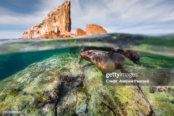 california sea lions swimming underwater in blue ocean - baja california peninsula stock pictures, royalty-free photos & images