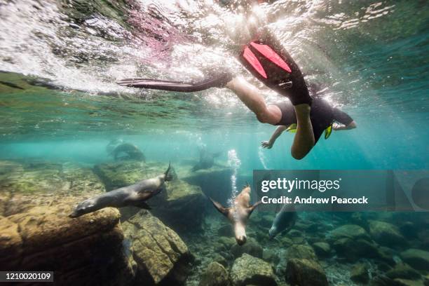 un uomo sta facendo snorkeling con i leoni marini della california - snorkeling foto e immagini stock