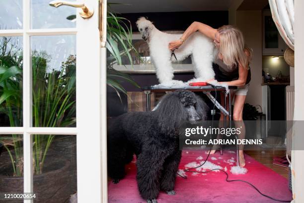 Lyn Briggs grooms her 16-year-old standard poodle, Lulu, while 9-year-old Laika sits beside them at home in Hartley Wintney, a village 45 miles...