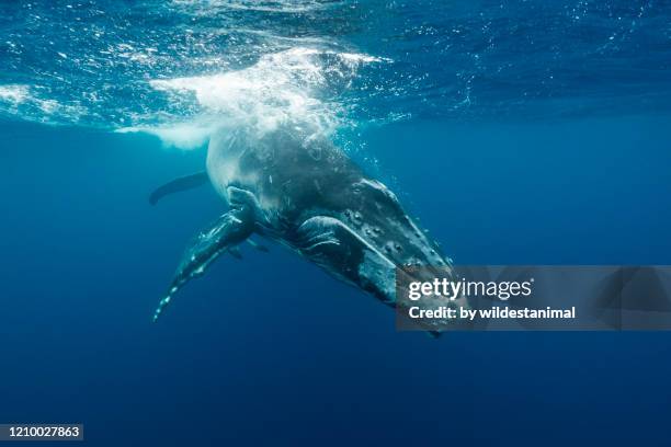 humpback whale calf playing near the surface, kingdom of tonga. - south pacific ocean photos et images de collection