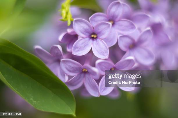 Common Lilac scientifically known as Syringa vulgaris blossoms of the bush blooming, a plant famous for its scent, as seen in Thessaloniki, Greece on...