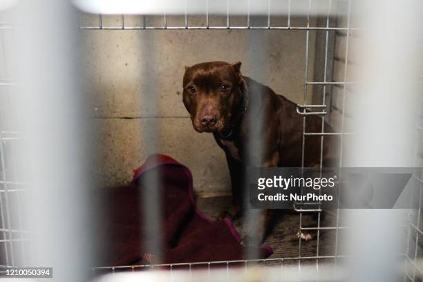 Whiskey, an abandoned dog seen in a cage at the Szarikton private hotel for dogs. Along with its kennel services, the Szarikton provides a 'window of...