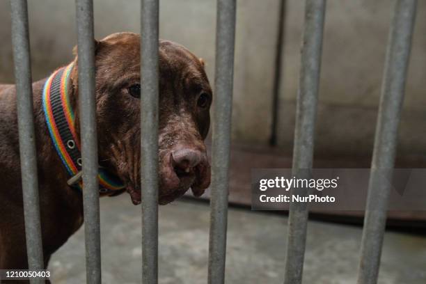 Tequila, an injured abandoned dog seen in a cage at the Szarikton private hotel for dogs. Along with its kennel services, the Szarikton provides a...