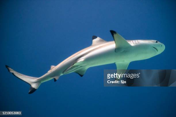 schwarzspitzen-riffhai (carcharhinus melanopterus), der im dunklen wasser schwimmt - blacktip reef shark stock-fotos und bilder