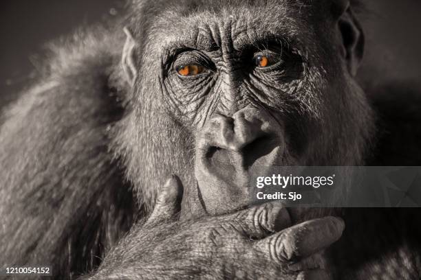 gorilla female (gorilla gorilla gorilla) close up portrait. - western lowland gorilla stock pictures, royalty-free photos & images