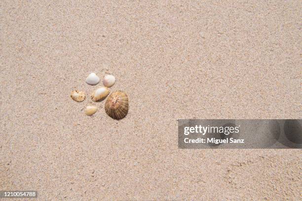 seashells on the beach - beach shells fotografías e imágenes de stock